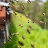 Naglo zahlađenje nepovoljno se odrazilo na pčelarstvo, nema bagremovog meda 8