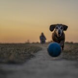 Građani se žale na trovanje pasa na više lokacija u Novom Sadu: Slučajeve treba prijaviti policiji i nadležnim inspekcijama 10