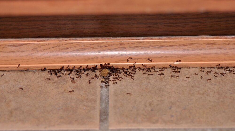 U vodu za brisanje podova dodajte ovaj začin: Mravi će istog trenutka nestati iz vašeg doma 1