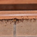 U vodu za brisanje podova dodajte ovaj začin: Mravi će istog trenutka nestati iz vašeg doma 1