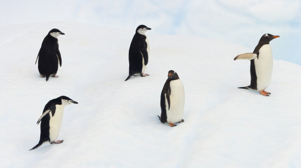 Neverovatan prizor snimljen prvi put u istoriji: Oko 700 mladih pingvina skače u vodu 7