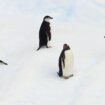 Neverovatan prizor snimljen prvi put u istoriji: Oko 700 mladih pingvina skače u vodu 14