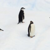 Neverovatan prizor snimljen prvi put u istoriji: Oko 700 mladih pingvina skače u vodu 5