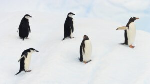 Neverovatan prizor snimljen prvi put u istoriji: Oko 700 mladih pingvina skače u vodu