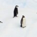 Neverovatan prizor snimljen prvi put u istoriji: Oko 700 mladih pingvina skače u vodu 3
