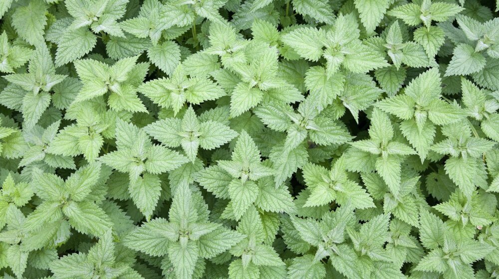 Sirup od koprive odličan je za dobrobit celog organizma: Evo kako da ga napravite kod kuće 1