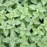 Sirup od koprive odličan je za dobrobit celog organizma: Evo kako da ga napravite kod kuće 4