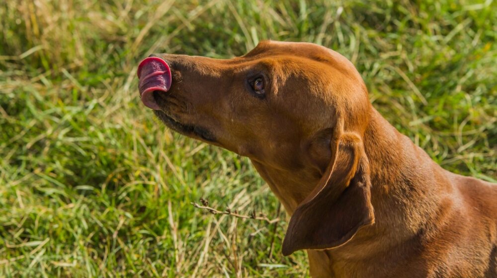 Ove biljke su otrovne za vaše pse i mačke 1