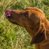 Ove biljke su otrovne za vaše pse i mačke 2