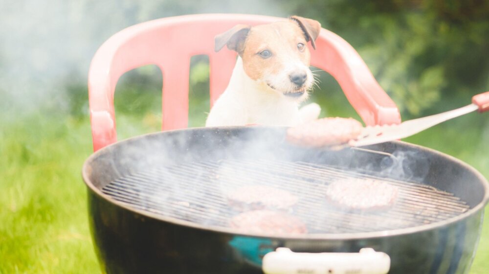 Da li je štetno da dajete psu meso sa roštilja 11