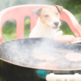 Da li je štetno da dajete psu meso sa roštilja 22