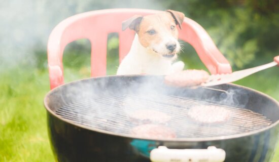 Da li je štetno da dajete psu meso sa roštilja 12