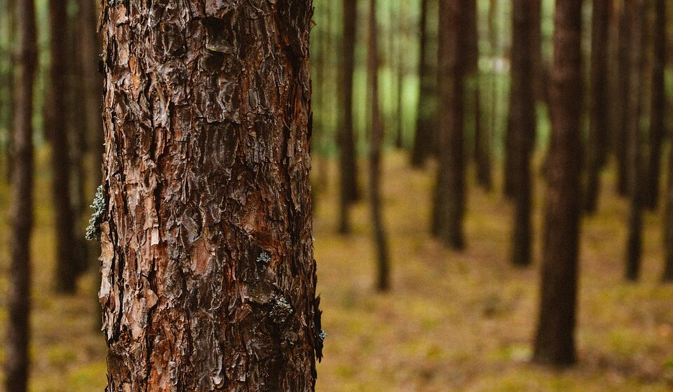 Zašto se suši drveće širom Srbije? 1