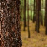 Zašto se suši drveće širom Srbije? 9
