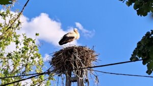 Društvo za zaštitu i proučavanje ptica Srbije: Počinje popis belih roda