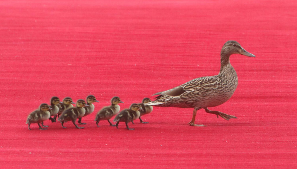 (FOTO) Kako je izgledao boravak Si Đinpinga i Peng Lijuen u Srbiji? 6