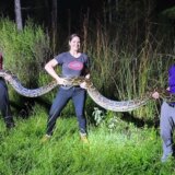 Amerika i životinje: Florida plaća lovcima na nagrade da kontrolišu populaciju pitona 2