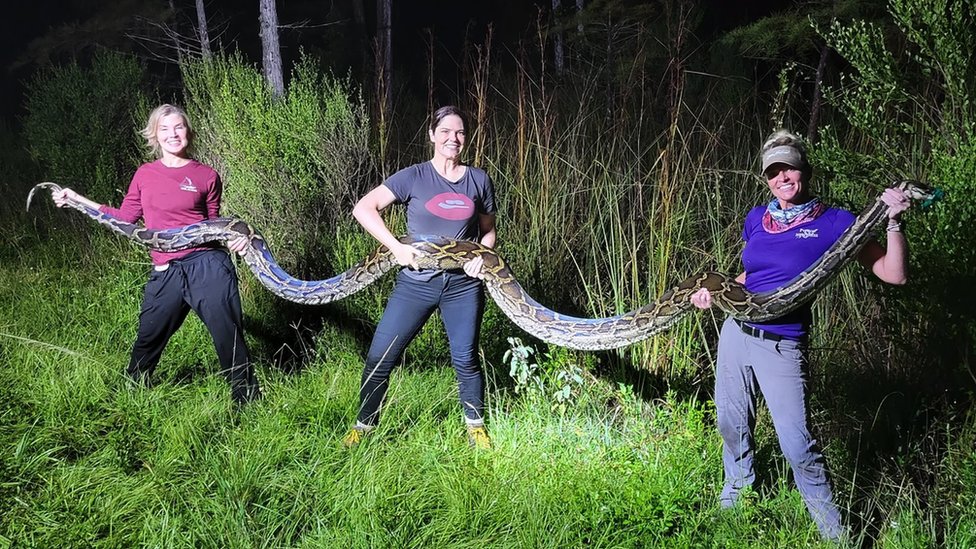 Amerika i životinje: Florida plaća lovcima na nagrade da kontrolišu populaciju pitona 1 Amy and her colleagues holding a python they've just caught