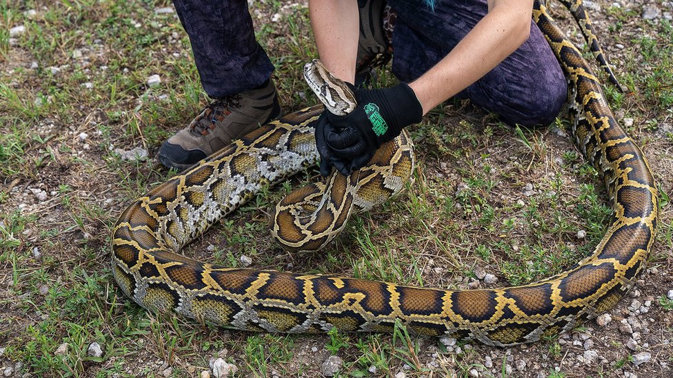 Amerika i životinje: Florida plaća lovcima na nagrade da kontrolišu populaciju pitona 3 A contestant grabs a python by the head during the 2022 python challenge in South Florida