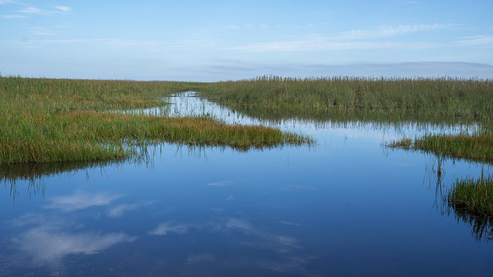 Amerika i životinje: Florida plaća lovcima na nagrade da kontrolišu populaciju pitona 5 The vast Everglades ecosystem