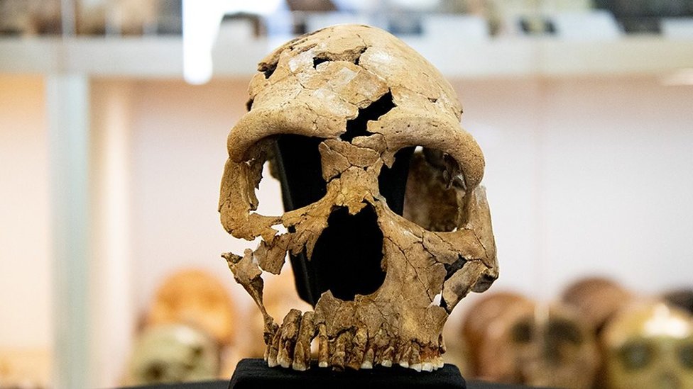 Arheologija i istorija: Obelodanjeno lice 75.000 godina stare Neandertalke 5 Shanidar Z skull
