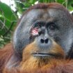 Životinje: Divlji orangutan viđen kako leči ranu lekovitim biljem 11
