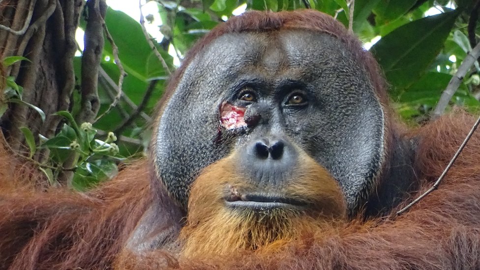 Životinje: Divlji orangutan viđen kako leči ranu lekovitim biljem 8