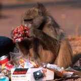 Životinje: Strvinari koji pohode svetske gradove 4