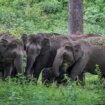 Priroda i tehnologija: Kako veštačka inteligencija pomaže indijskim slonovima 10