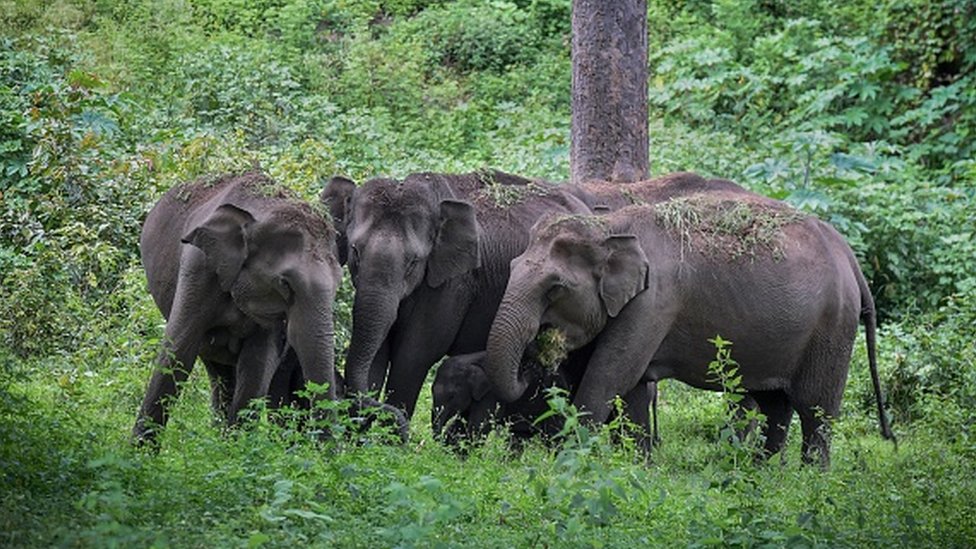 Priroda i tehnologija: Kako veštačka inteligencija pomaže indijskim slonovima 1 Sllonovi u rezervatu, Tamil Nadu