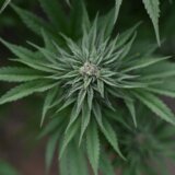 Amerika: Bajden potpuno promenio stav, podržao reklasifikaciju marihuane 7