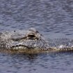 Amerika: Ostaci ženskog tela pronađeni u čeljustima aligatora 11