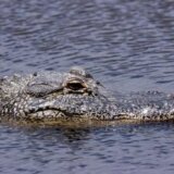 Amerika: Ostaci ženskog tela pronađeni u čeljustima aligatora 6