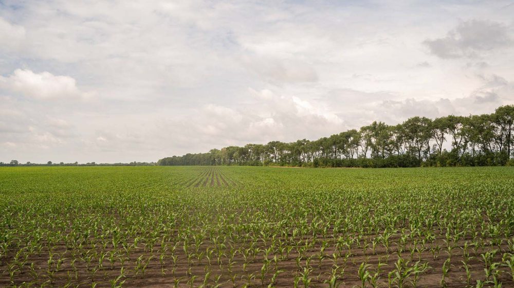 Kad izgubite parcelu za nekoliko dinara 5