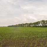 Kad izgubite parcelu za nekoliko dinara 6