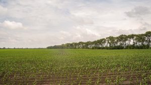 Kad izgubite parcelu za nekoliko dinara 1