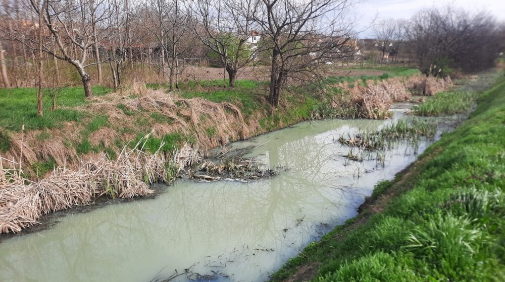 Krivaja u Srbobranu na udaru zagađivača: Farma svinja uništava reku, ekolozi pozivaju na ujedinjenje 7