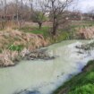 Krivaja u Srbobranu na udaru zagađivača: Farma svinja uništava reku, ekolozi pozivaju na ujedinjenje 14