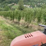 Proizvođači malina najavili dvočasovnu blokadu saobraćaja, prete obustavom berbe 13