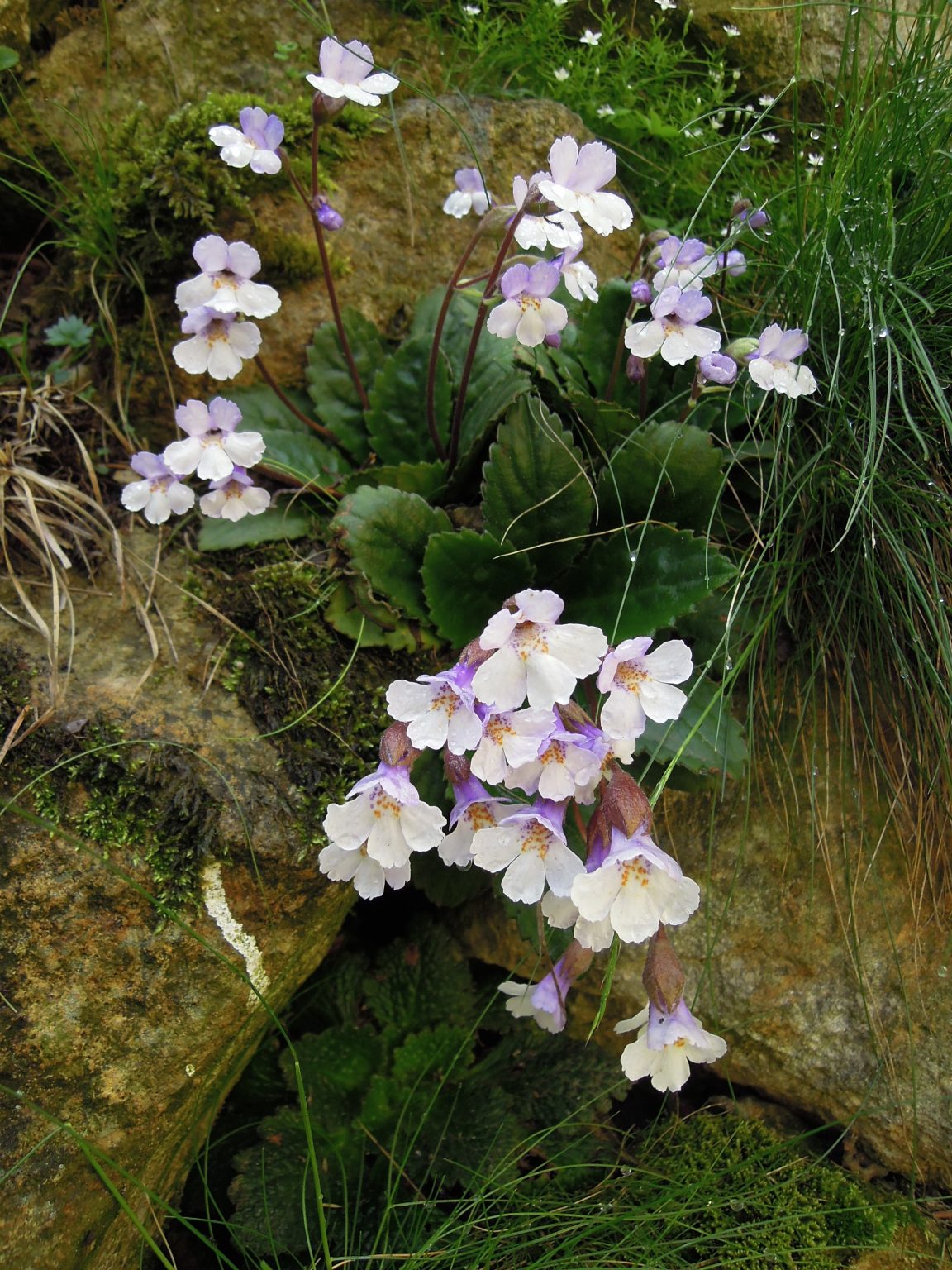 Ramonda: Svedok klimatskih promena, kako sadašnjih, tako i onih iz davne prošlosti 2
