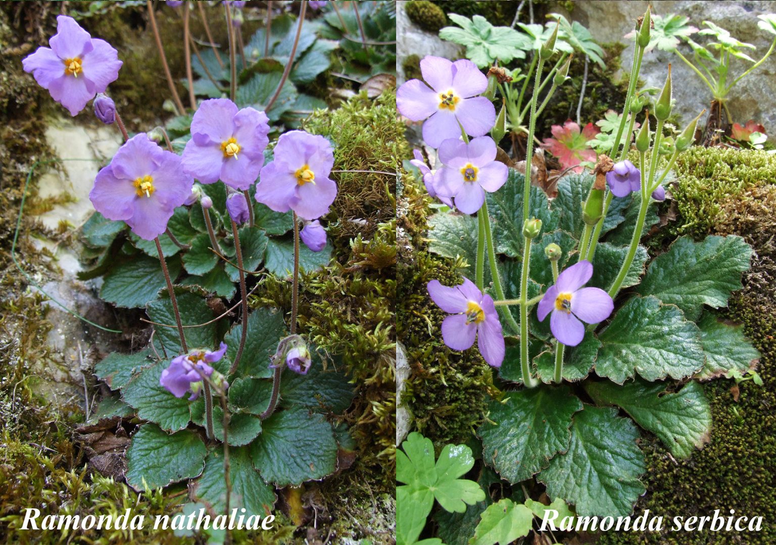 Ramonda: Svedok klimatskih promena, kako sadašnjih, tako i onih iz davne prošlosti 4