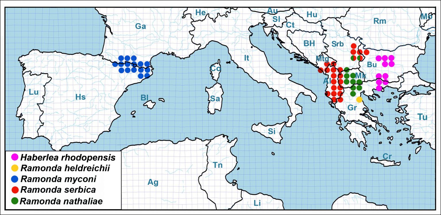 Ramonda: Svedok klimatskih promena, kako sadašnjih, tako i onih iz davne prošlosti 3