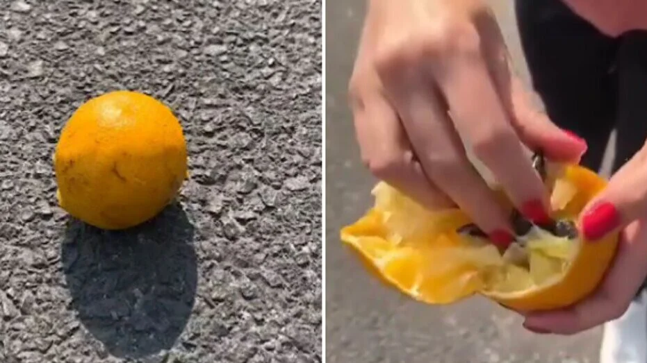 Nova zamka lopova: Limun, pomorandže ili drugo voće na drumu 14