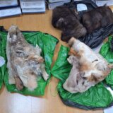 Uprava carina Srbije: Na prelazu Preševo sprečeno krijumčarenje devet lobanja divokoze i vuka 15