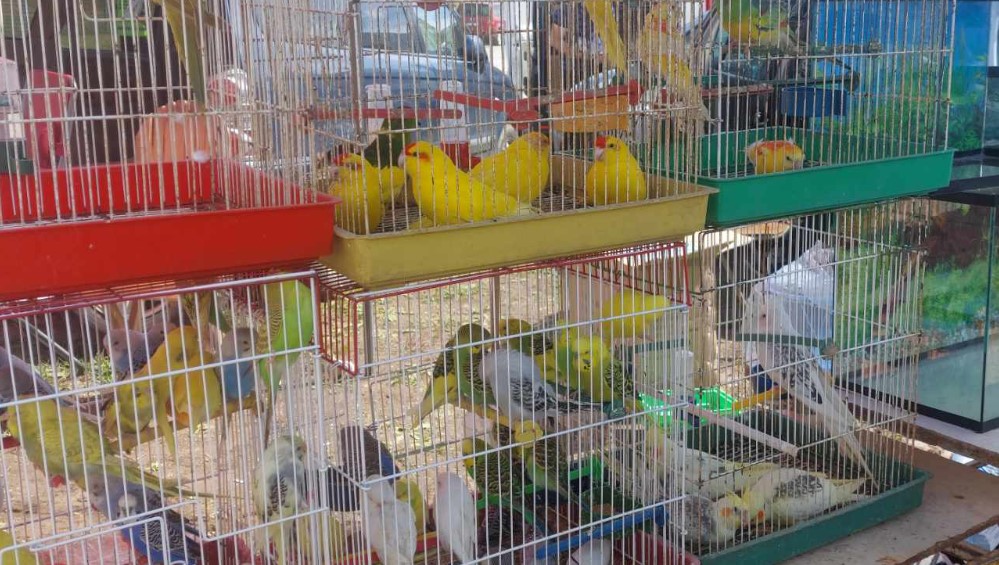 U Zaječaru počeo vašar sa pogledom na novi stadion "Kraljevica": Prasetina 3.000, jagnjetina 3.500, pljeskavica 350, a mekica 100 dinara (FOTO) 5