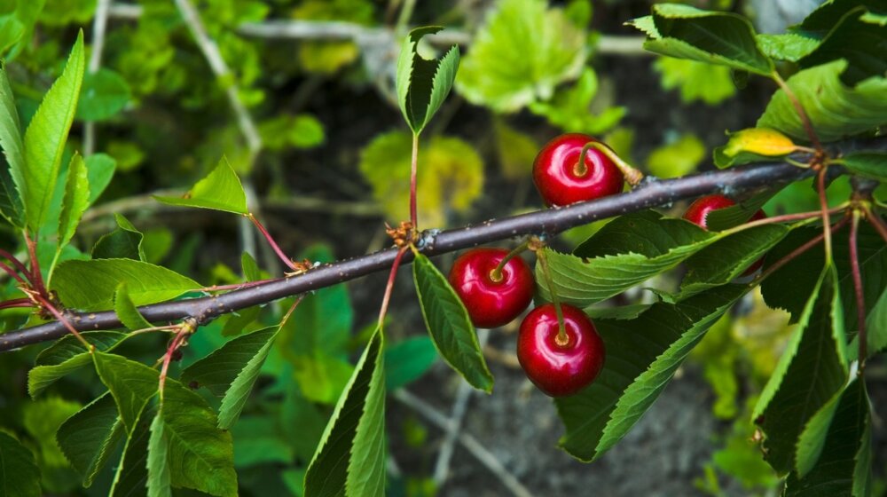 Kako očistiti mrlje na odeći od trešanja 1