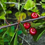Kako očistiti mrlje na odeći od trešanja 7