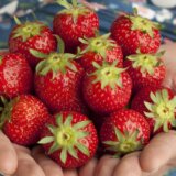 Kako ukloniti pesticide sa jagoda kod kuće 4