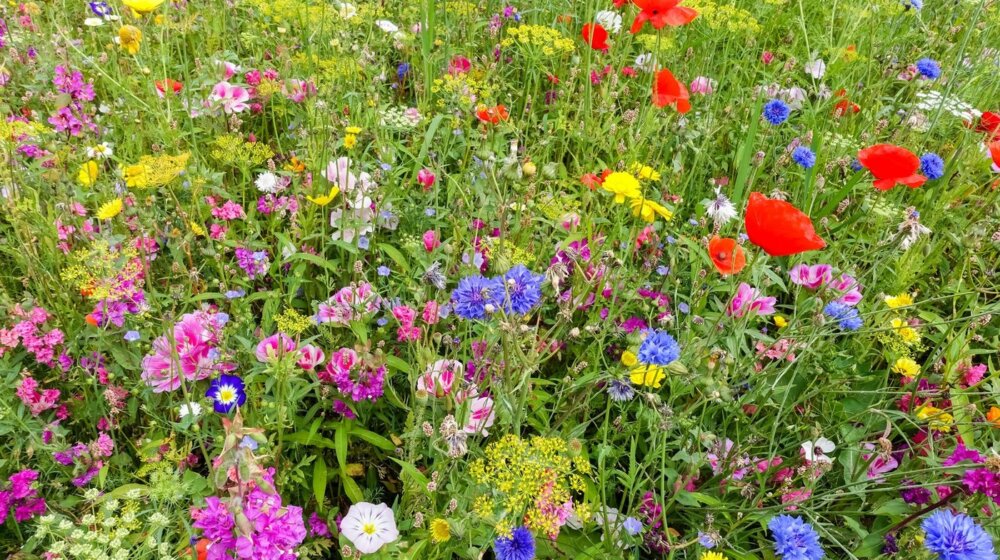 Ova biljka popravlja krvnu sliku, leči jetru i reguliše šećer 1
