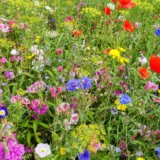 Ova biljka popravlja krvnu sliku, leči jetru i reguliše šećer 2